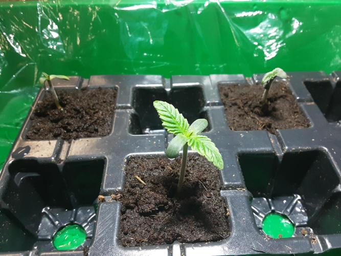 The Fruity Applez. Week 0