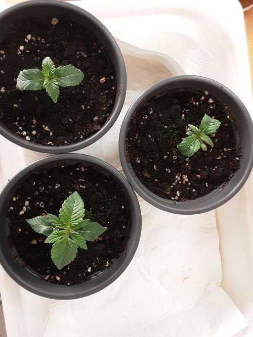 The Fruity Applez. Week 1 - Tag 5
