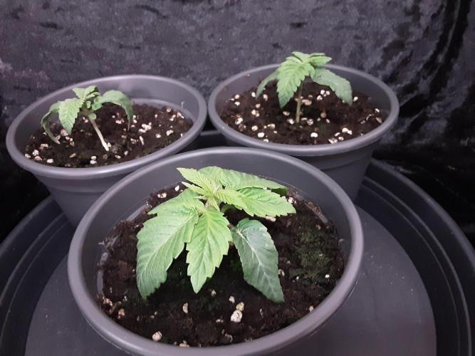 The Fruity Applez. Week 1 - Tag 7