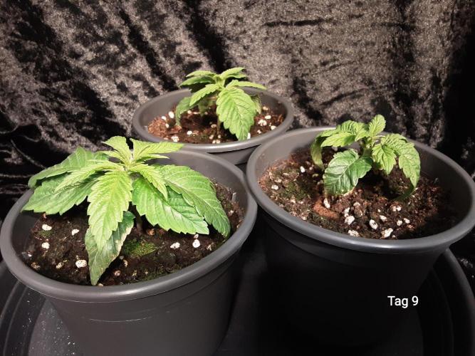 The Fruity Applez. Week 2