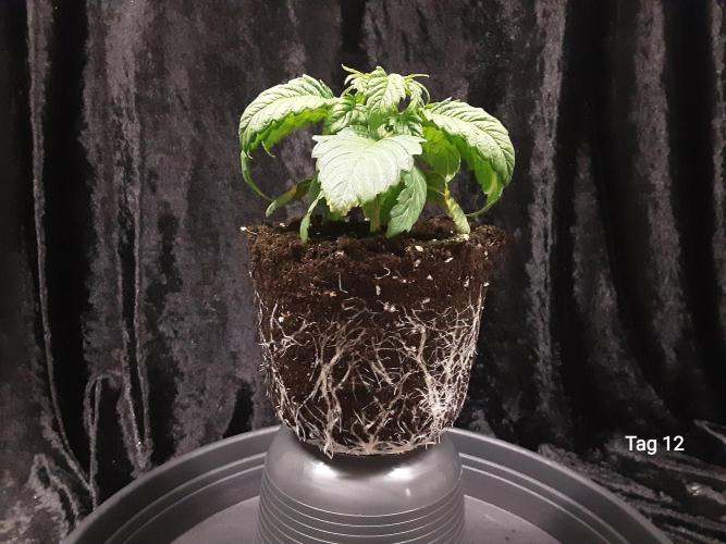 The Fruity Applez. Week 2