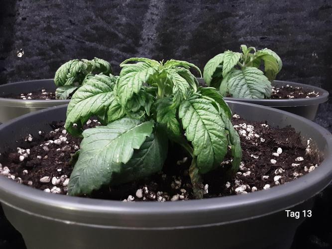 The Fruity Applez. Week 2