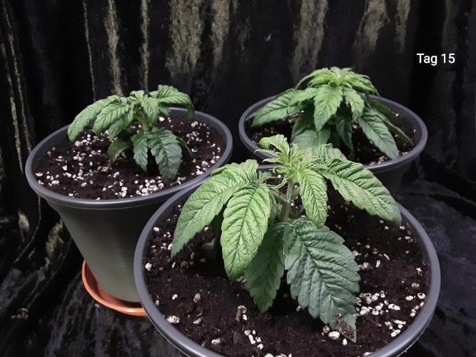 The Fruity Applez. Week 3