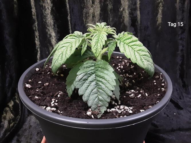 The Fruity Applez. Week 3