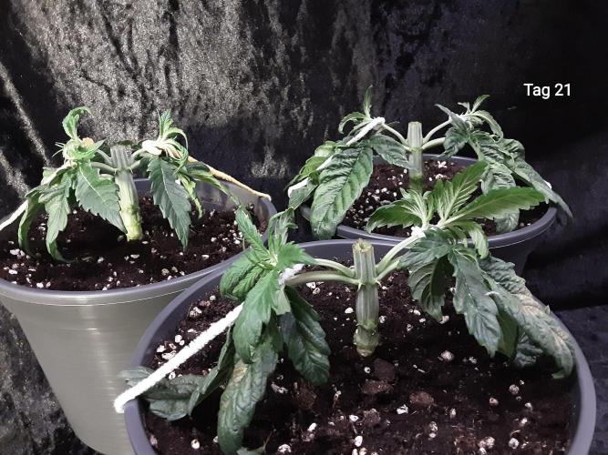 The Fruity Applez. Week 3