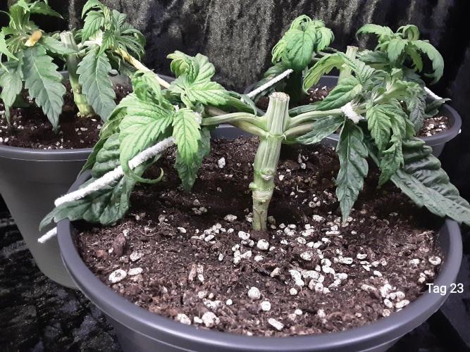 The Fruity Applez. Week 4