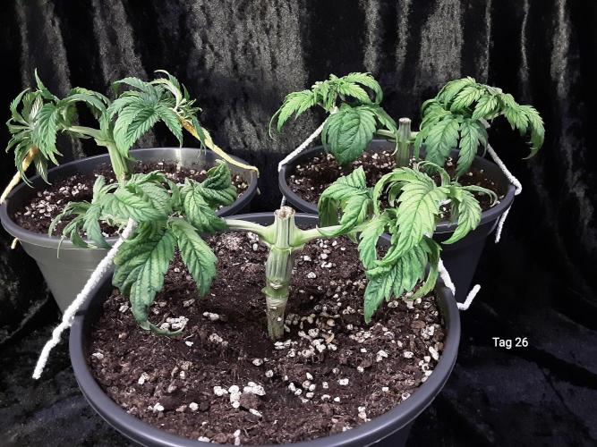 The Fruity Applez. Week 4