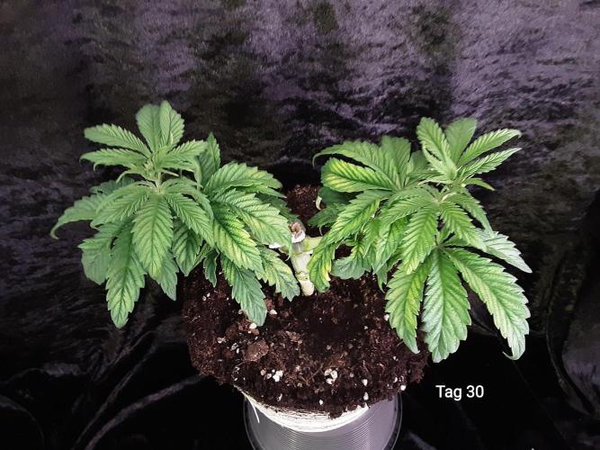 The Fruity Applez. Week 5