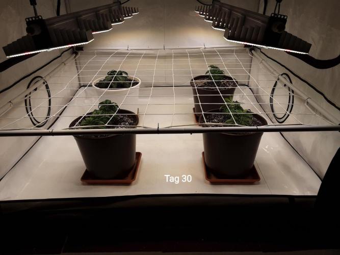 The Fruity Applez. Week 5