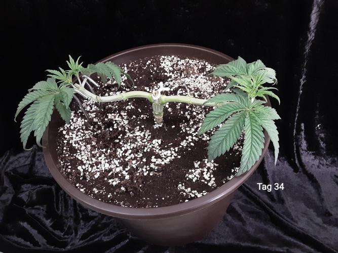 The Fruity Applez. Week 5