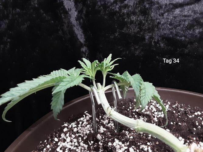 The Fruity Applez. Week 5