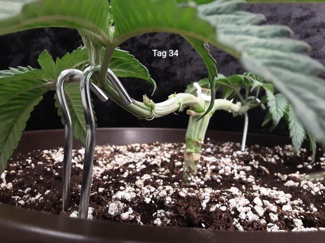 The Fruity Applez. Week 5