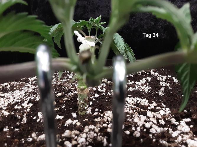 The Fruity Applez. Week 5