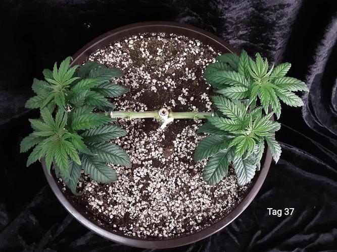 The Fruity Applez. Week 6