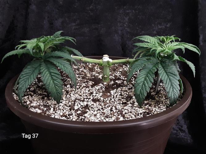 The Fruity Applez. Week 6