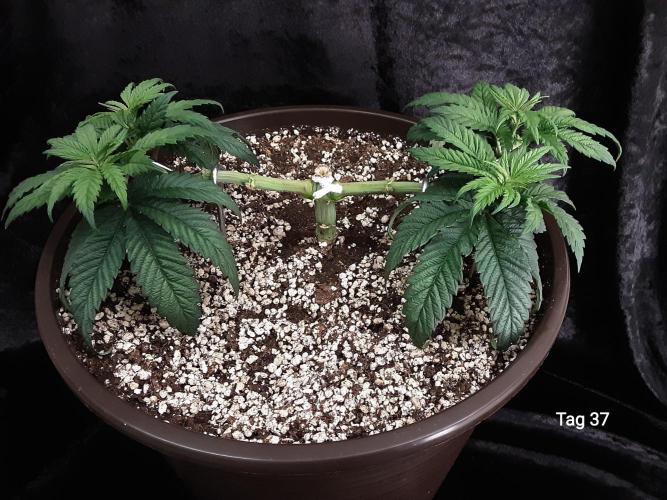 The Fruity Applez. Week 6