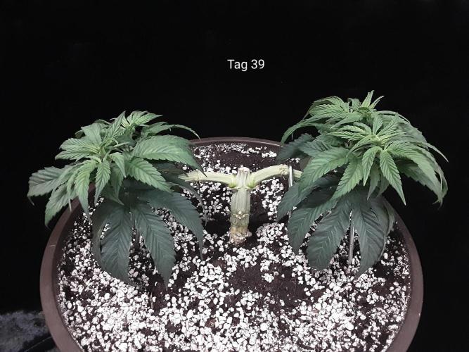 The Fruity Applez. Week 6