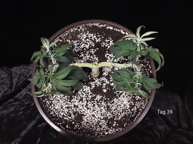 The Fruity Applez. Week 6