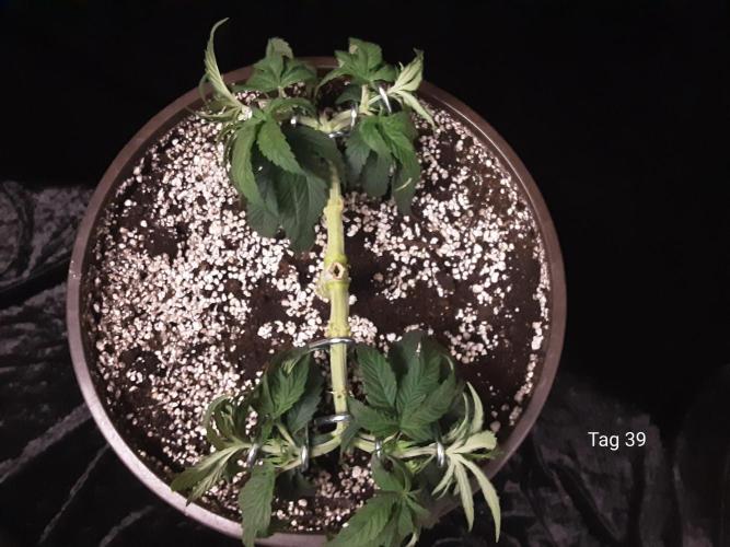 The Fruity Applez. Week 6