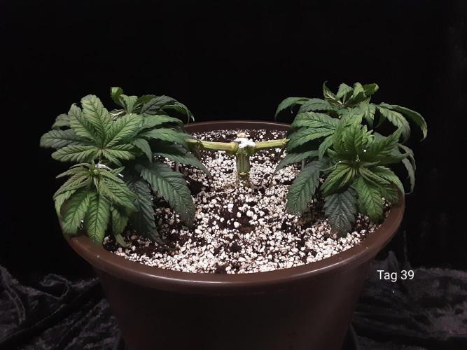 The Fruity Applez. Week 6