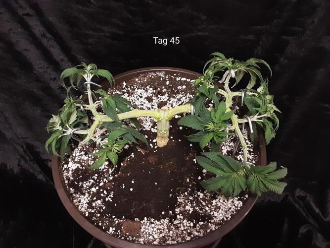 The Fruity Applez. Week 7