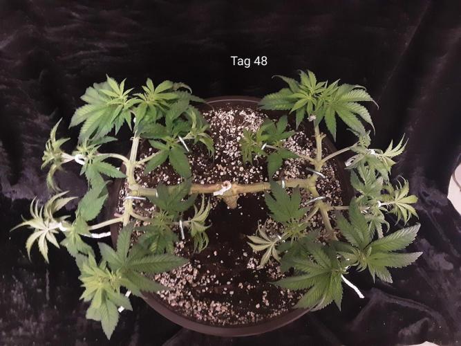 The Fruity Applez. Week 7