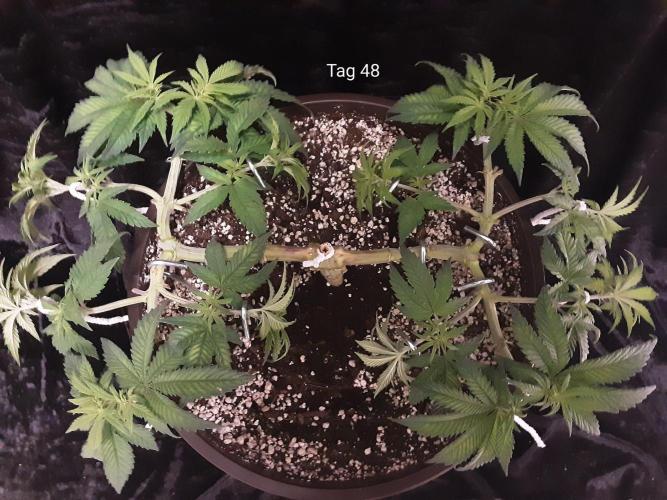 The Fruity Applez. Week 7