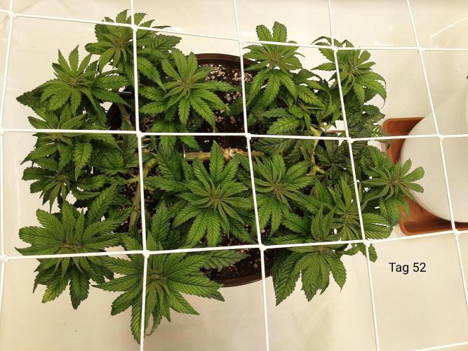 The Fruity Applez. Week 8