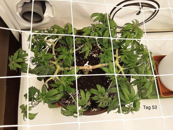 The Fruity Applez. Week 8