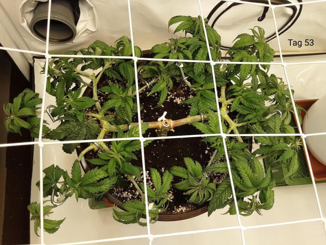 The Fruity Applez. Week 8