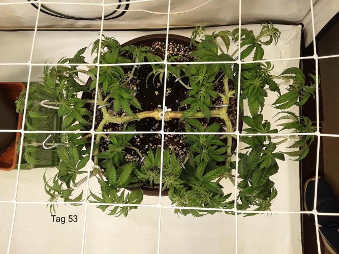 The Fruity Applez. Week 8