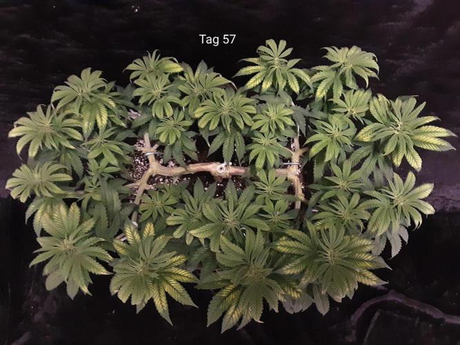 The Fruity Applez. Week 9