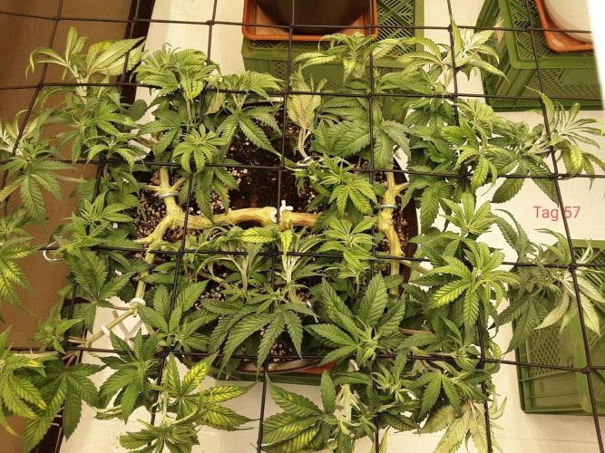 The Fruity Applez. Week 9