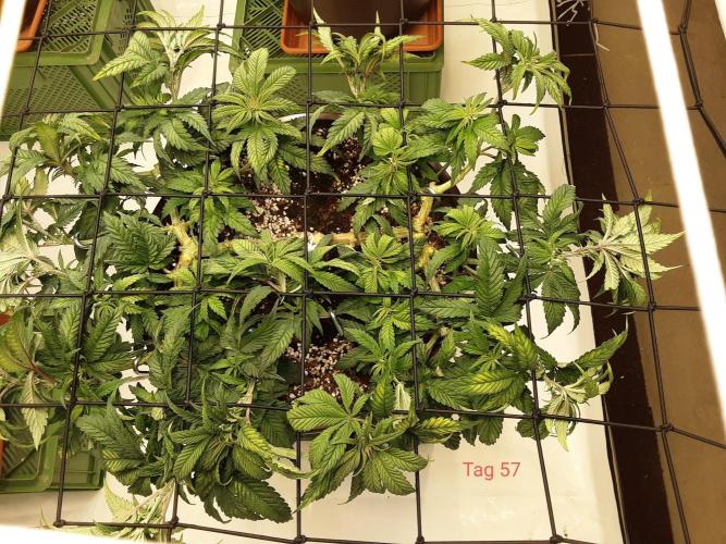 The Fruity Applez. Week 9