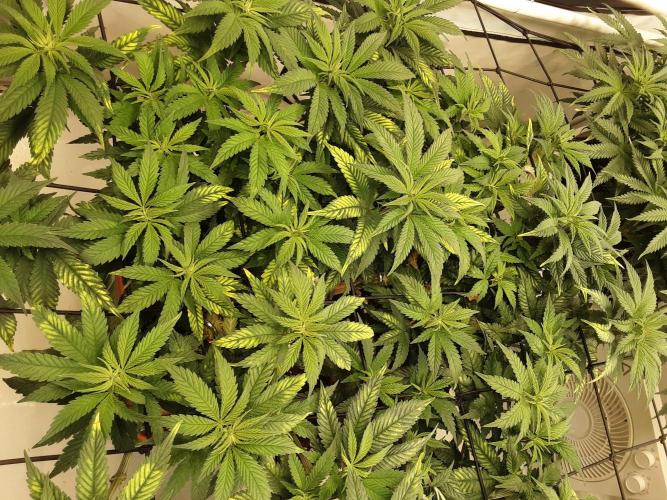 The Fruity Applez. Week 10 - Tag 64 - BT 2