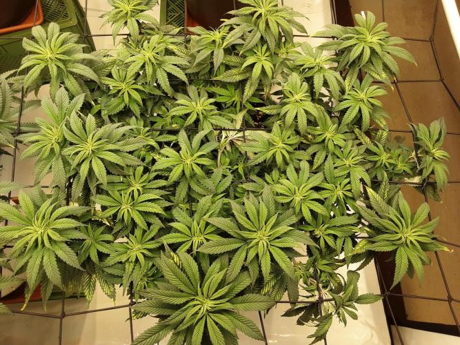 The Fruity Applez. Week 10 - Tag 67 - BT 5