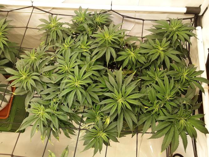 The Fruity Applez. Week 10 - Tag 67 - BT 5