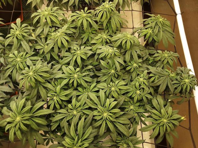 The Fruity Applez. Week 11 - Tag 72 - BT 10