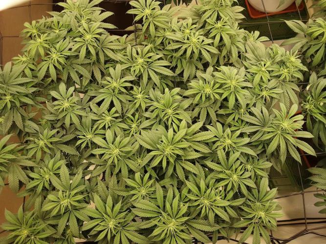 The Fruity Applez. Week 11 - Tag 72 - BT 10