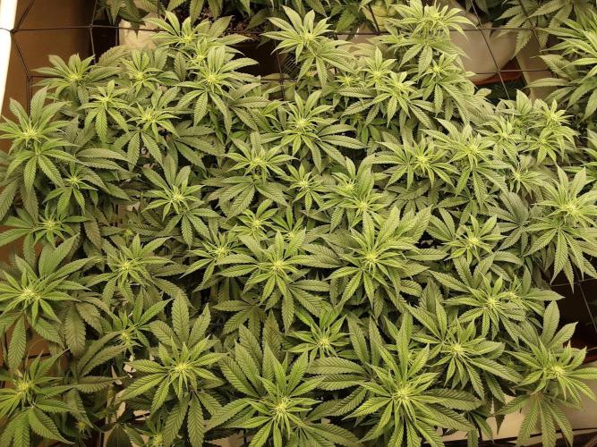 The Fruity Applez. Week 11 - Tag 74 - BT 12