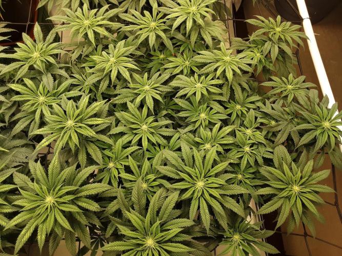 The Fruity Applez. Week 11 - Tag 74 - BT 12