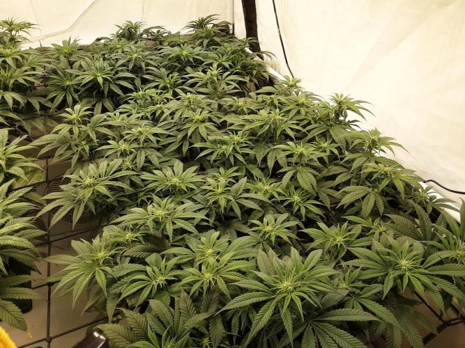 The Fruity Applez. Week 11 - Tag 74 - BT 12