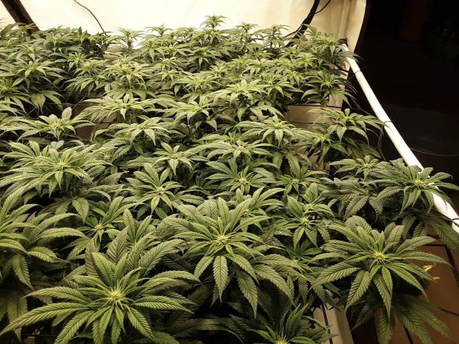 The Fruity Applez. Week 11 - Tag 74 - BT 12