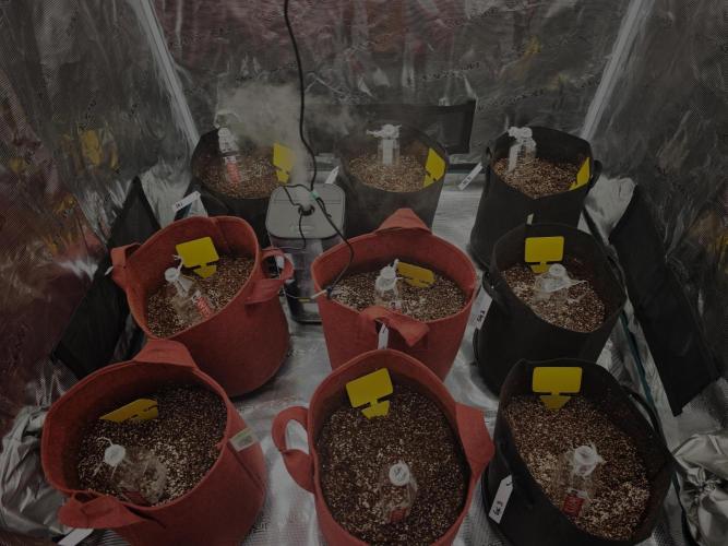 GC,SG and SS Autos 9Plants. Week 0