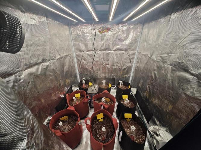 GC,SG and SS Autos 9Plants. Week 0