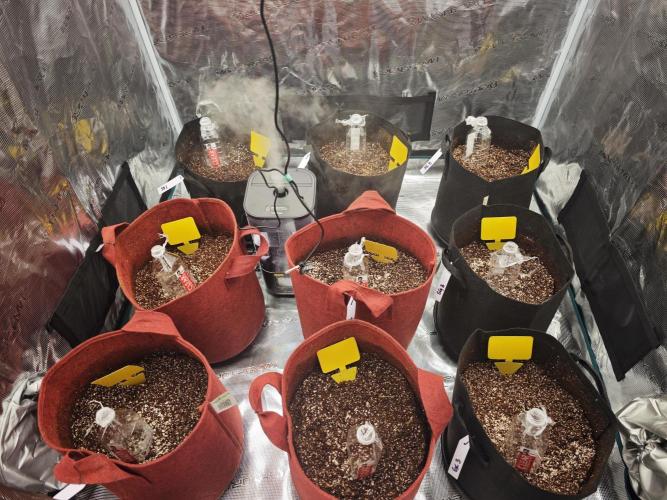 GC,SG and SS Autos 9Plants. Week 0