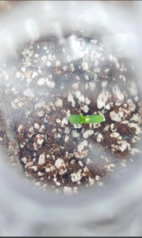 GC,SG and SS Autos 9Plants. Week 0 - One of the GC has opened up with a white spot of the cotyledons ? Any advice