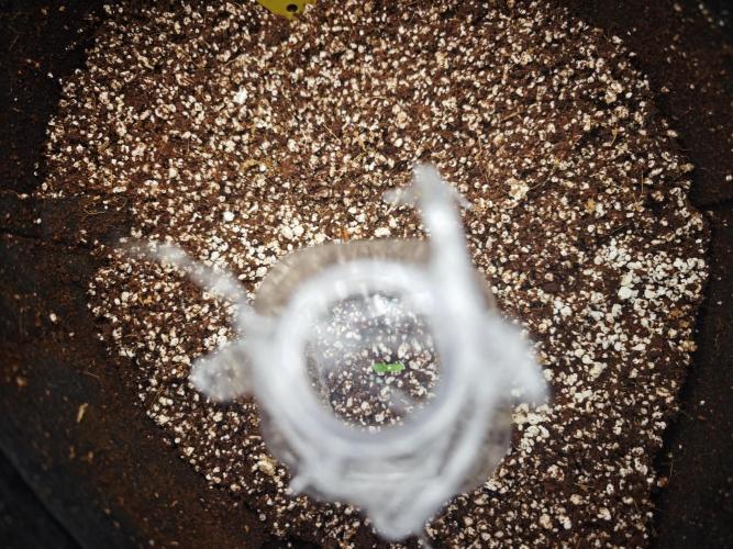 GC,SG and SS Autos 9Plants. Week 0