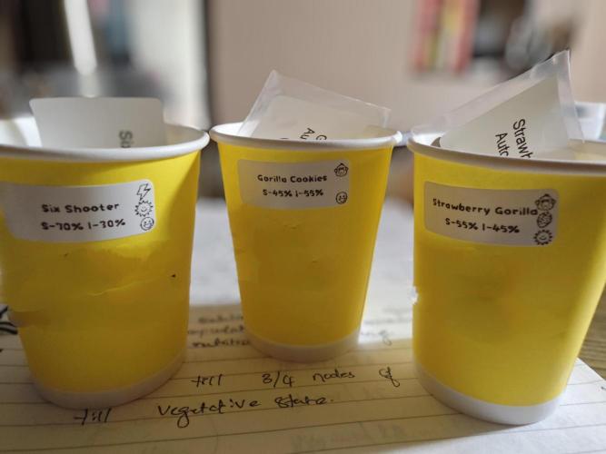 GC,SG and SS Autos 9Plants. Week 0