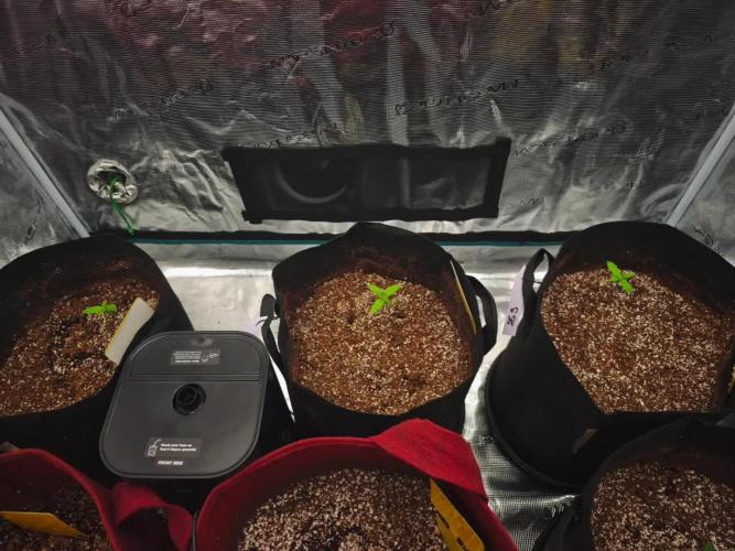 GC,SG and SS Autos 9Plants